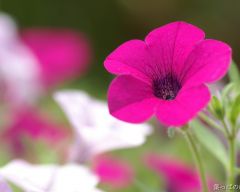 Tapeta Nature Flowers 234.jpg